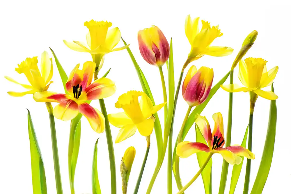 Parker, Jacky: Vibrant Spring