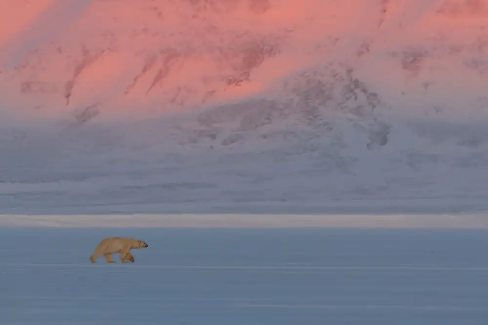 Marchegiani, Roberto: Polar Bear