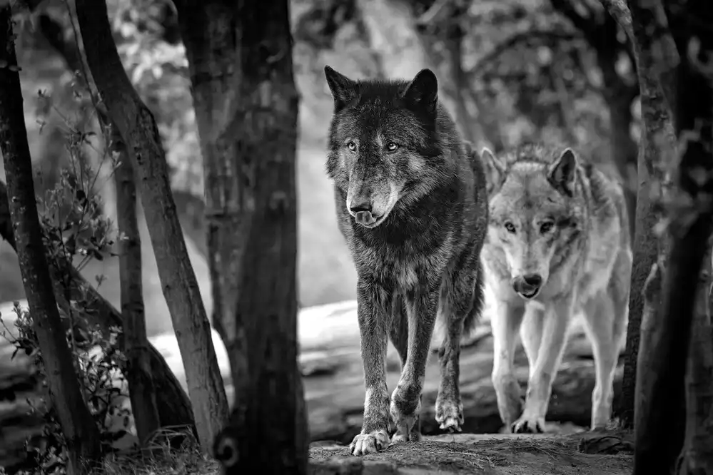 Itoyama, Eiji: Walking wolves