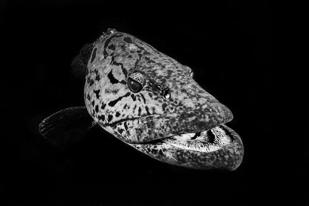Gabriel, Barathieu: Potato grouper : Black  & White