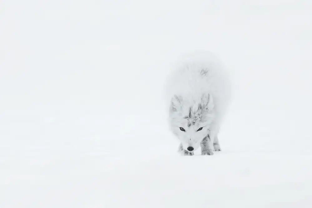 Marchegiani, Roberto: Le renard arctique
