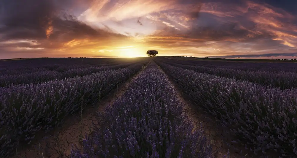 Dueso, Ruiz Jorge: Lavender sunset
