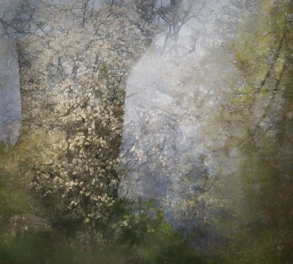 Talen, Nel: Blossom