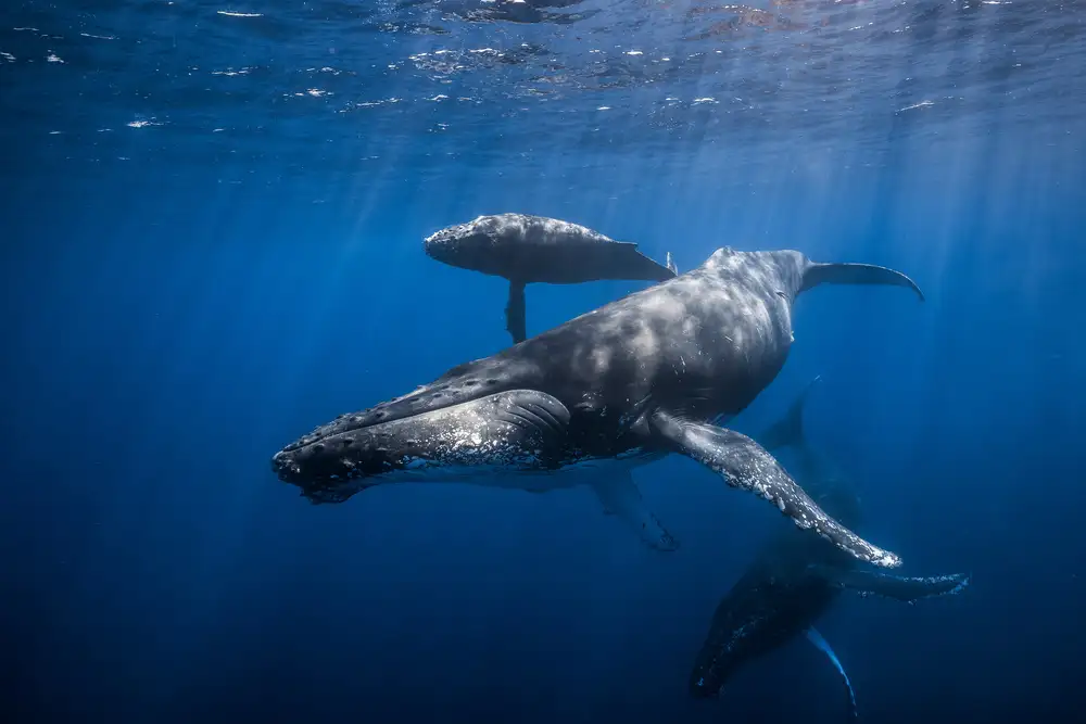 Gabriel, Barathieu: Famille de baleines à bosse
