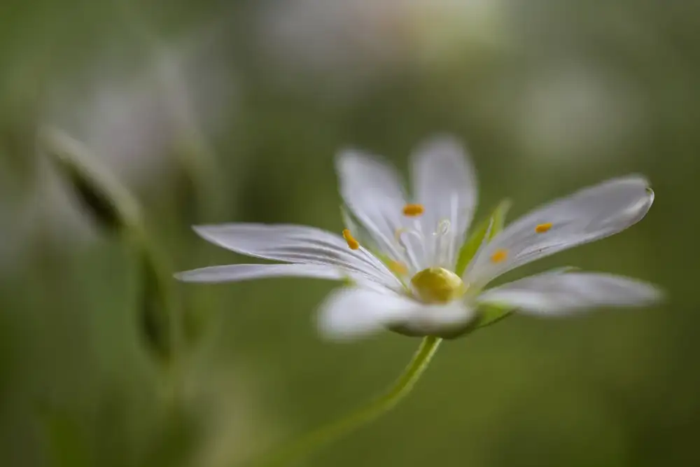 Disher, Mandy: Stitchwort