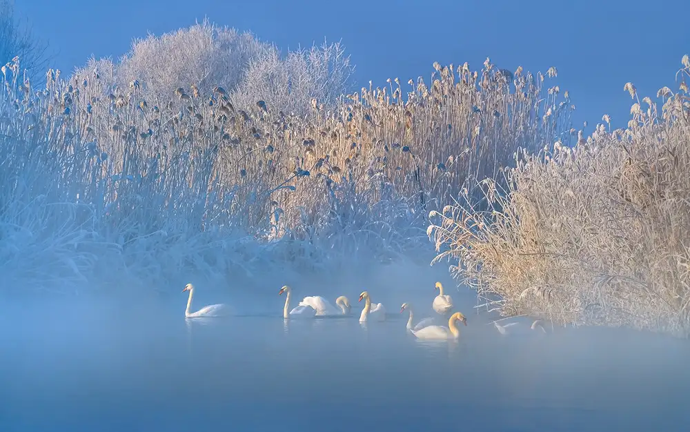 Zhu, Hua: Blue Swan Lake