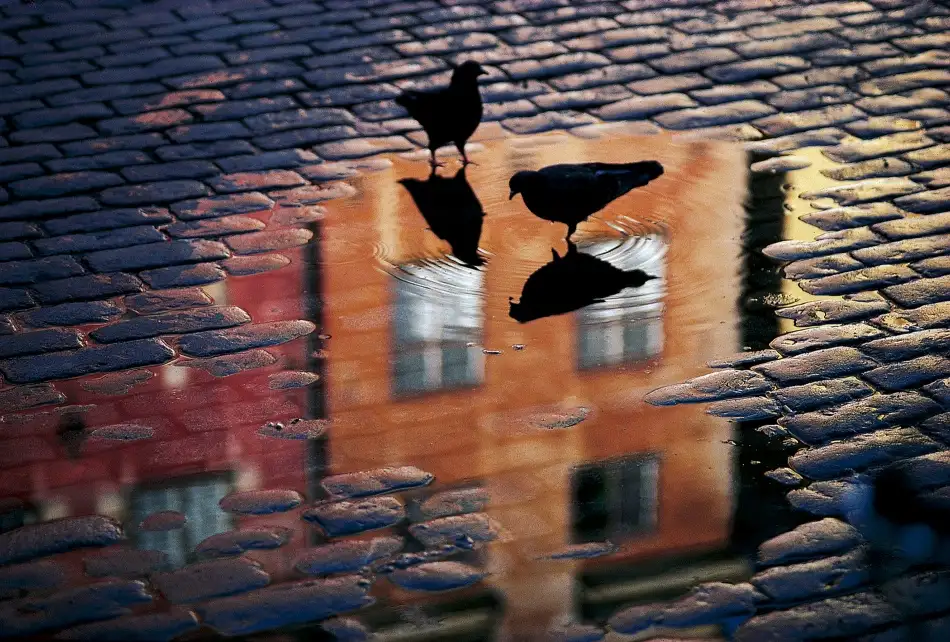 Wallberg, Allan: Piccioni