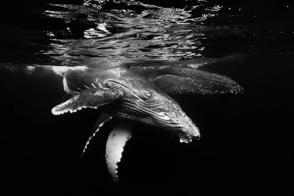 Gabriel, Barathieu: Black and whale family