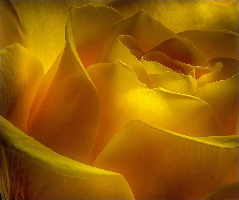 Coenders, Chris: rosa
