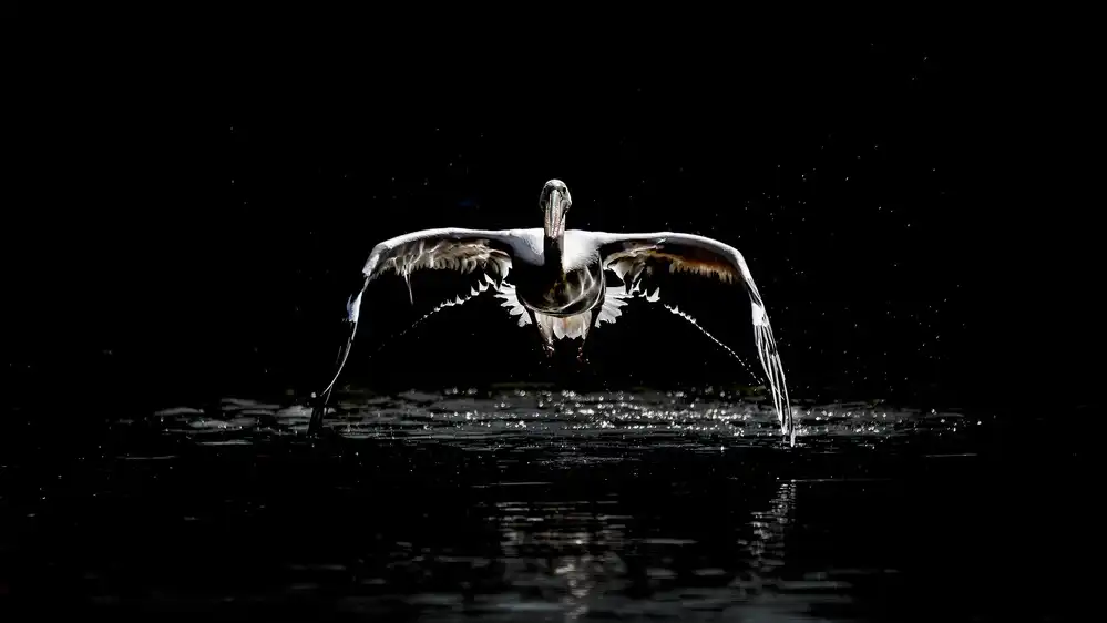 Itoyama, Eiji: Pelican flight 2