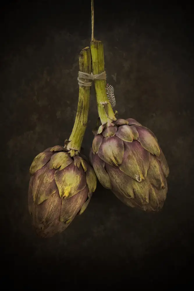 Zaane, van Alida: Artichoke
