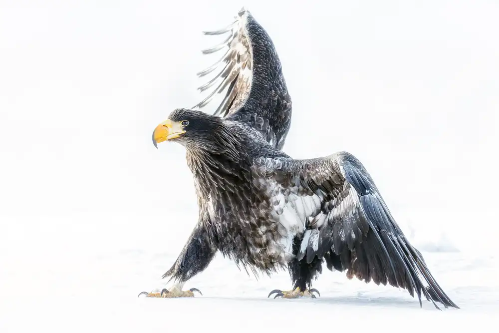 Itoyama, Eiji: Young eagle