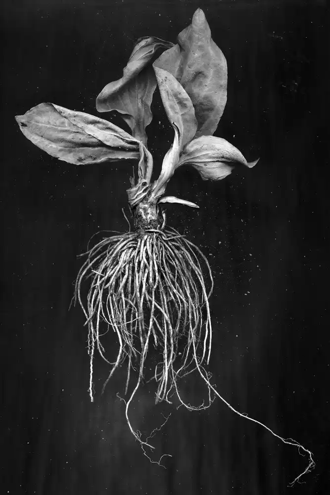 Barkow, Brig: Plantain