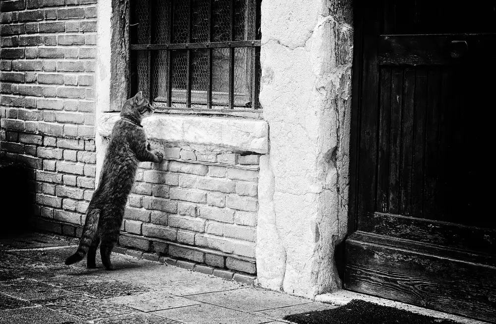 Végh, Izabella: The cat