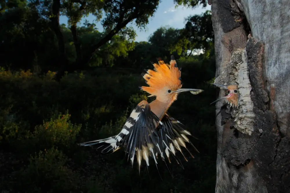 Dominguez, Miguel Andres: Hoopoe in flight