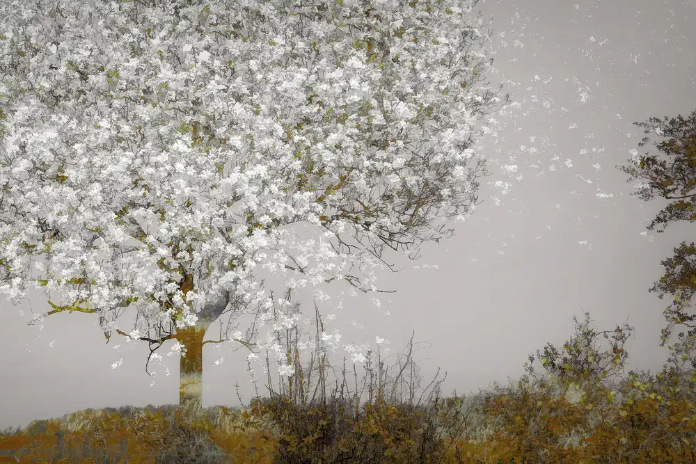 Talen, Nel: Fruit tree