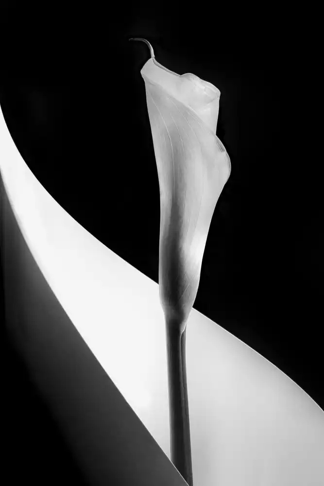 Clough, Stephen: Calla lily