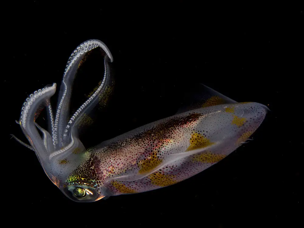Tov, Ben Ilan: Squid