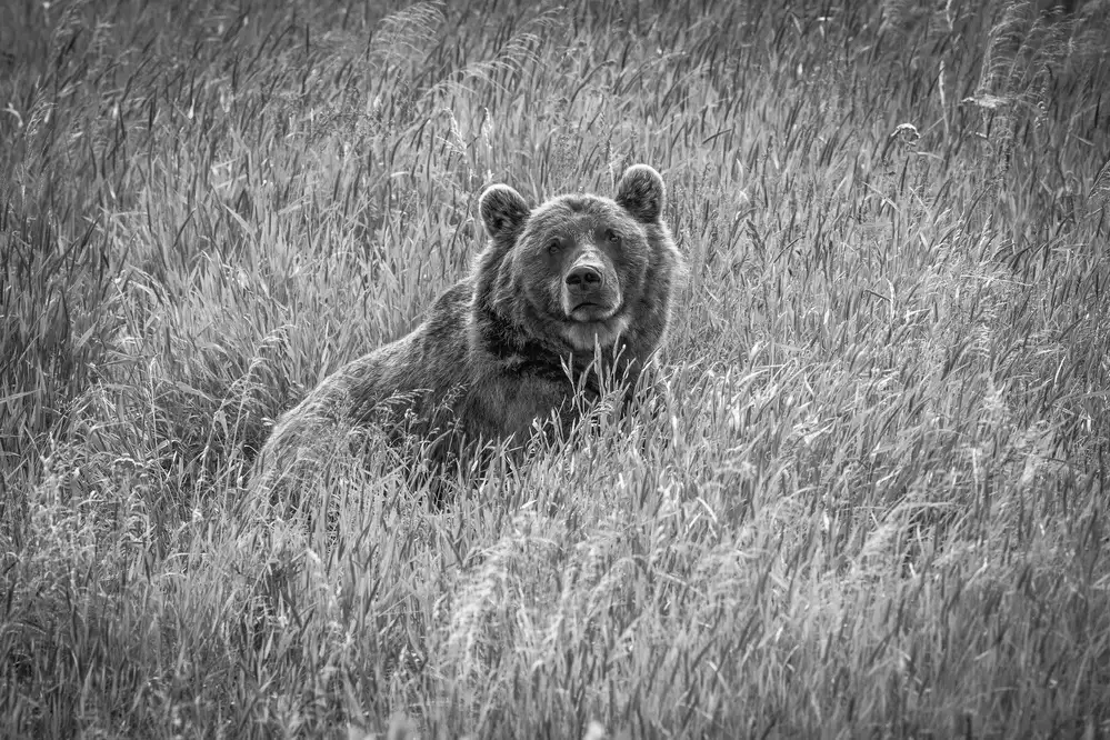 Sink, C. Jeffrey: Orso nei boschi