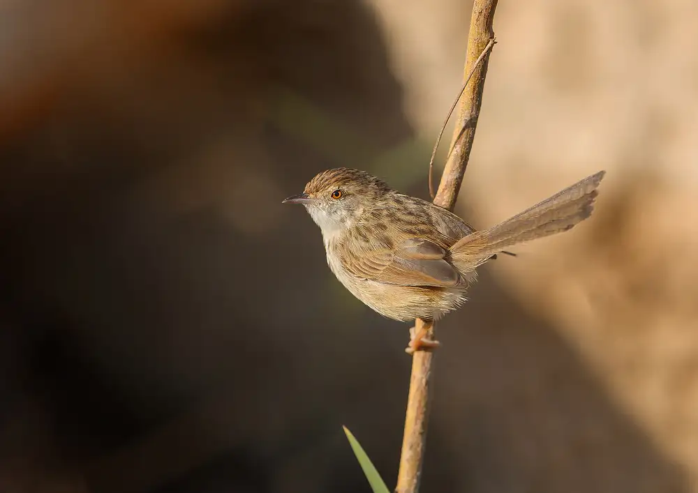 Waldmann, Shlomo: Anmutige Prinia