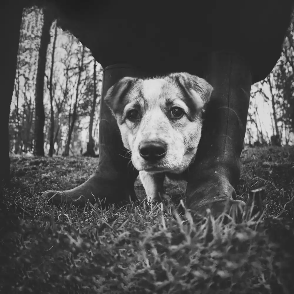 Tanev, Todor: No name