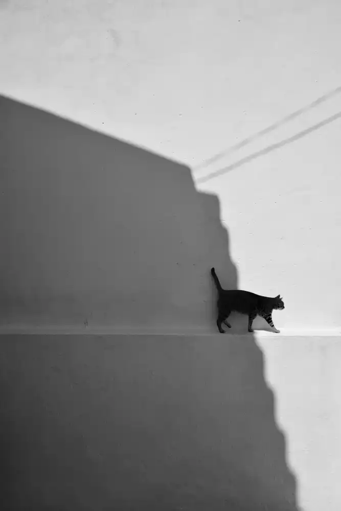 Joseph, Florentinus: my cat