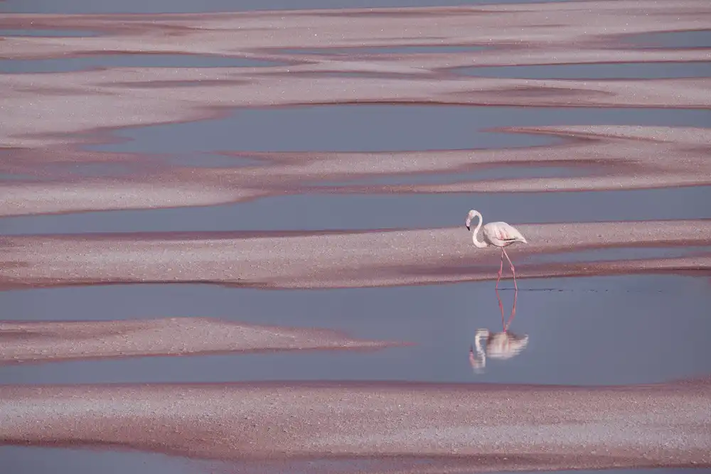 Madison: Pink into the pink