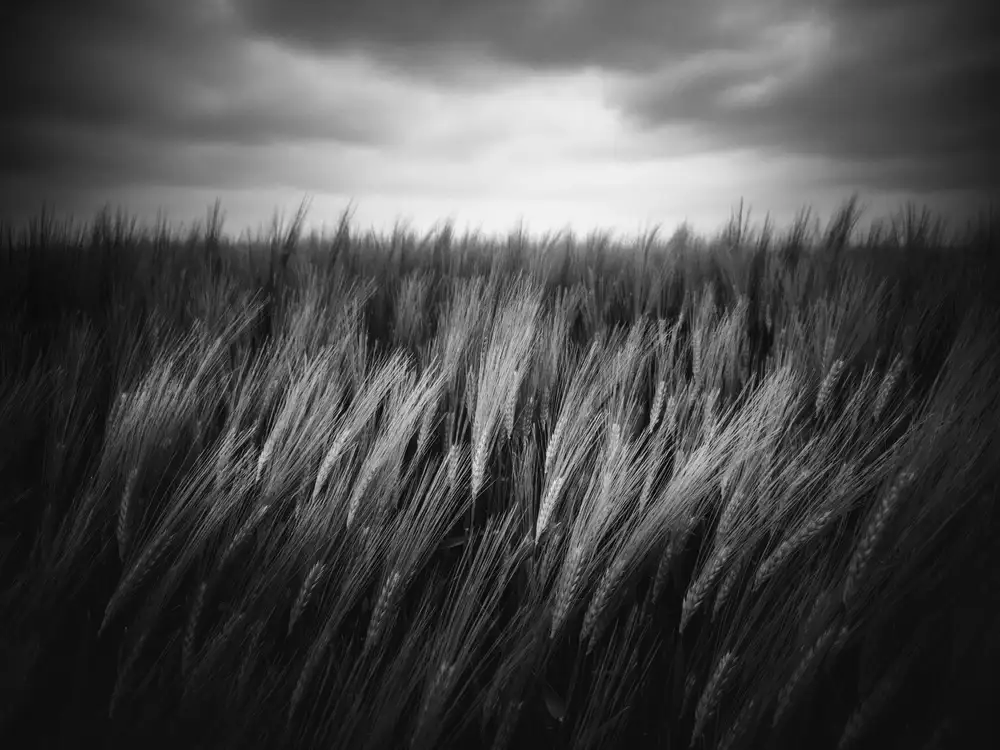 Staelens, Christophe: Just grow