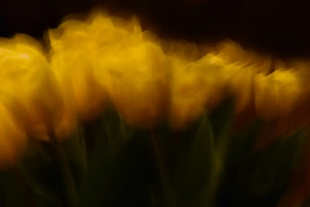 Westum, Heidi: tulipanes de pascua ll