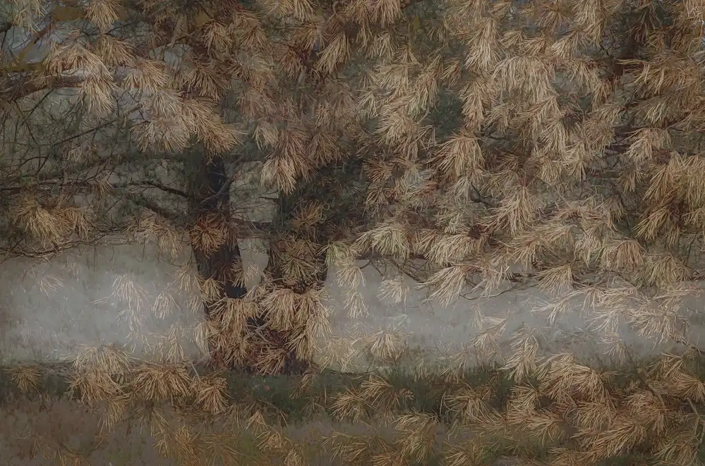 Talen, Nel: Pine tree