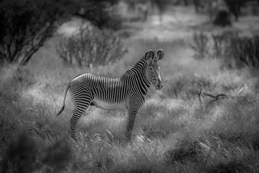Sink, C. Jeffrey: La zebra di Grevy in via di estinzione