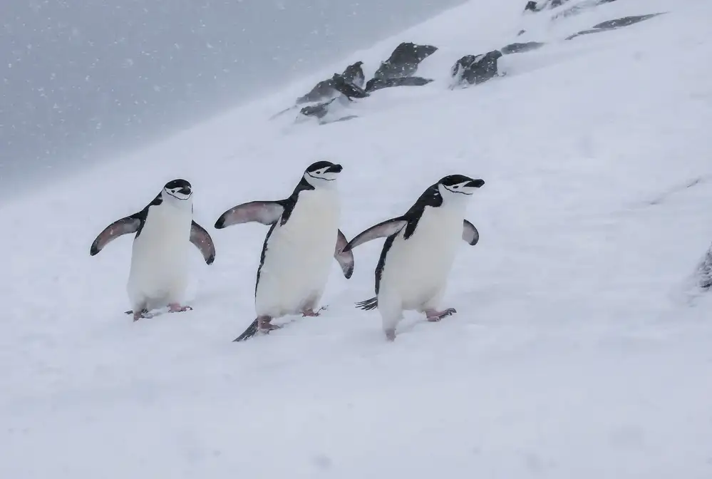 Wei, and Siyu: Sottogola felici in una tempesta di neve