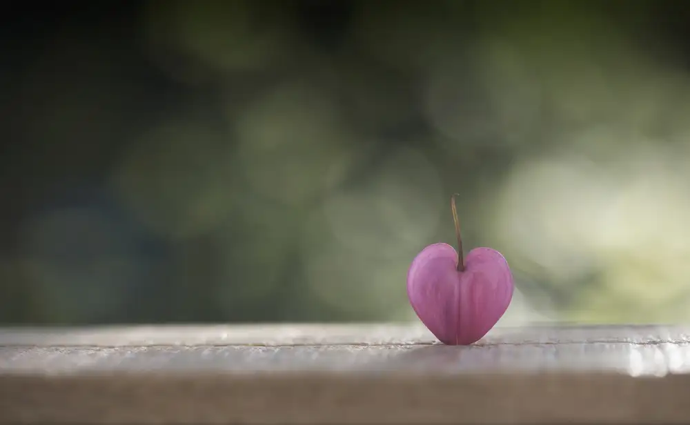 Grønkjær, Lotte: A single heart