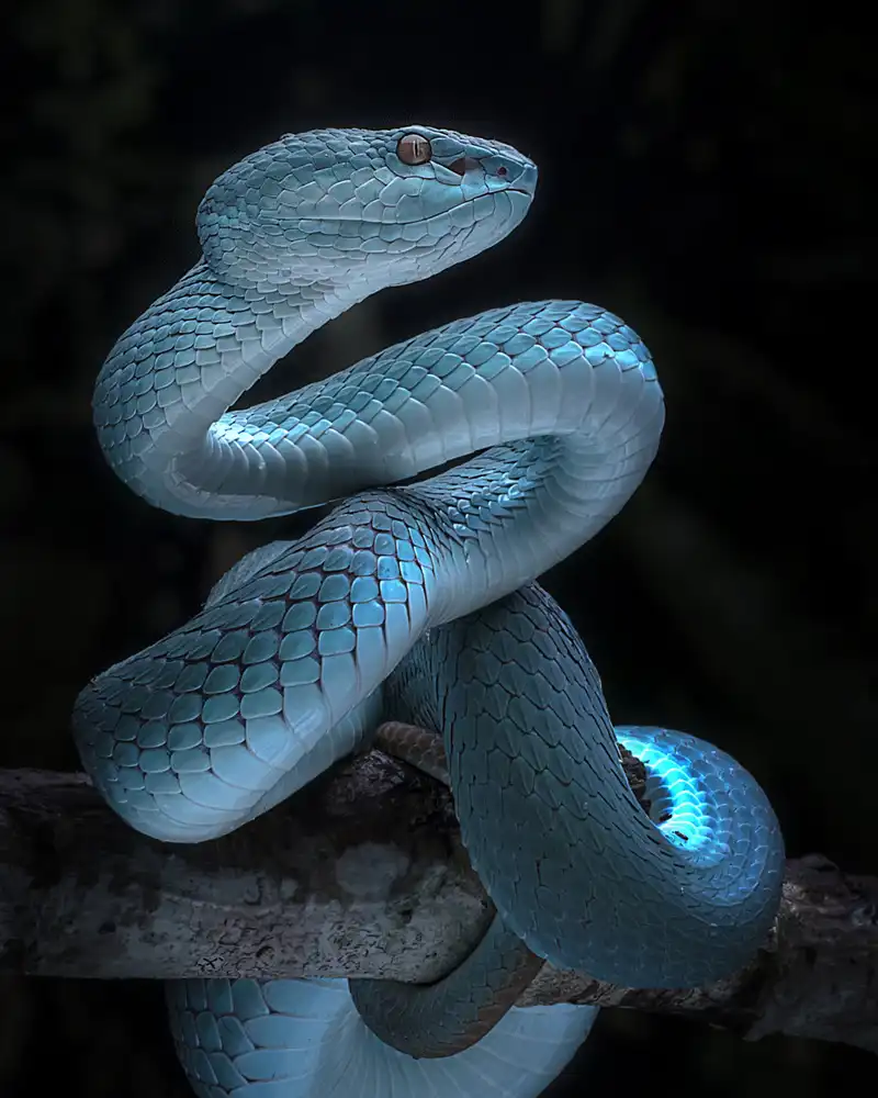 Maududdin, Fauzan: Consapevolezza completa della Vipera Blu