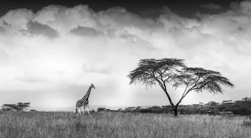Sink, C. Jeffrey: E ho sognato l'Africa