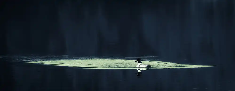 Wallberg, Allan: Common goldeneye