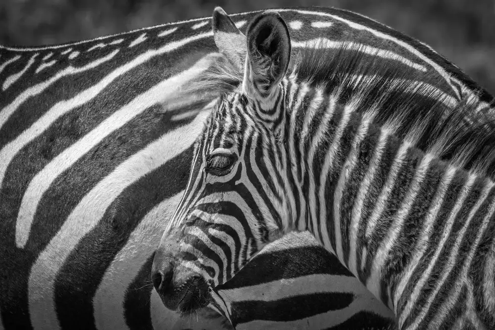 Sink, C. Jeffrey: Un monocromo rigato