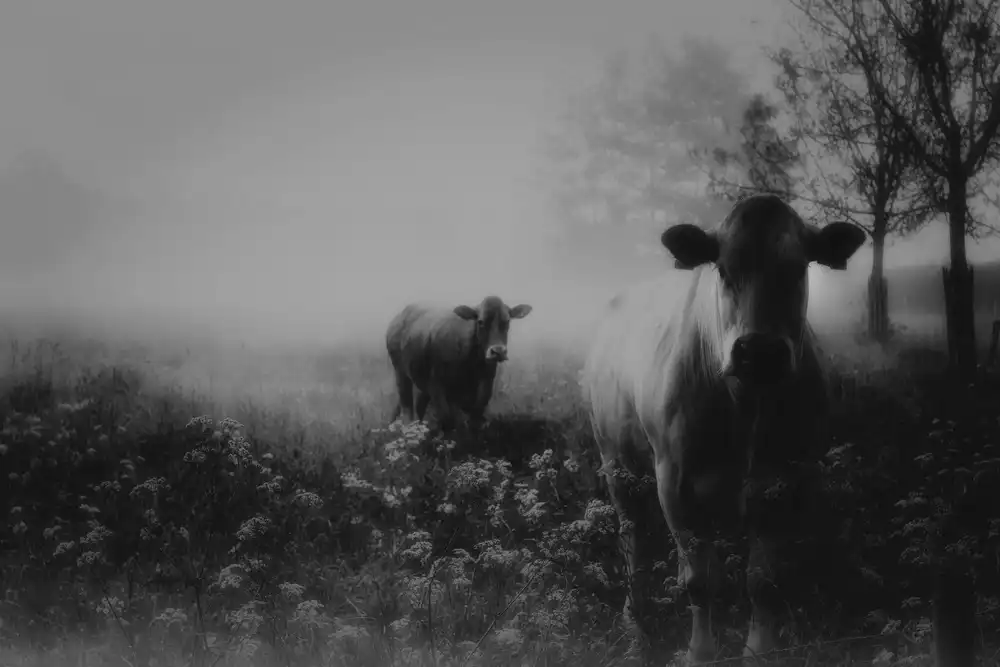 Dingemans, Saskia: Nebelige Erinnerung an die Vergangenheit