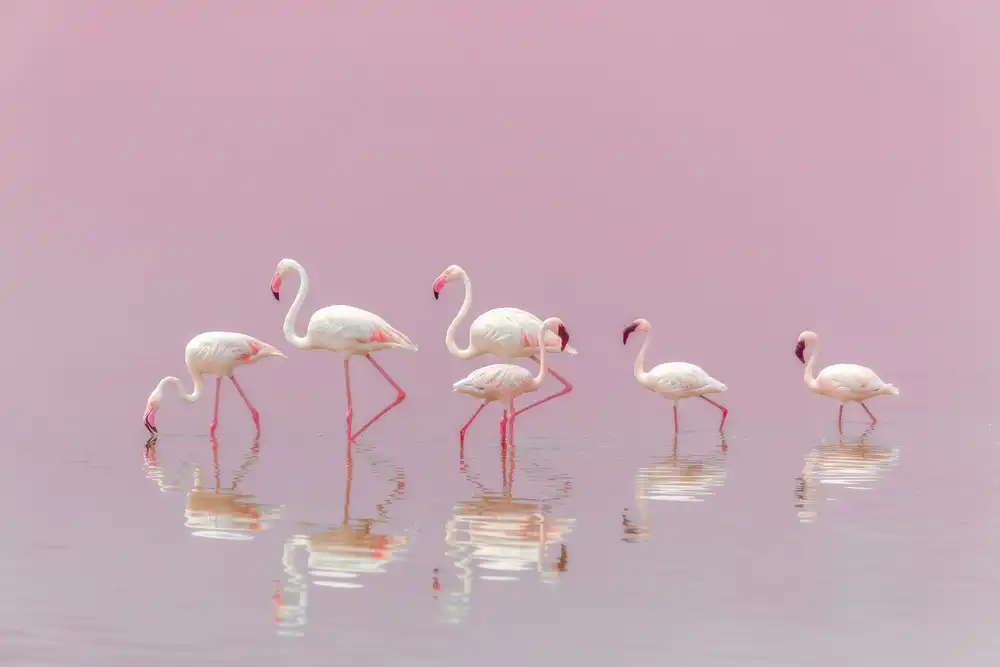 Itoyama, Eiji: Flamingos