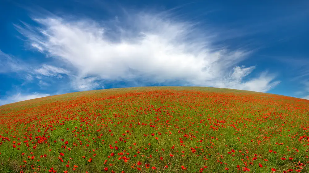 Zhu, Hua: Red Poppies