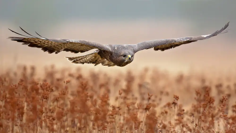 Zygmunt, Milan: Common Buzzard
