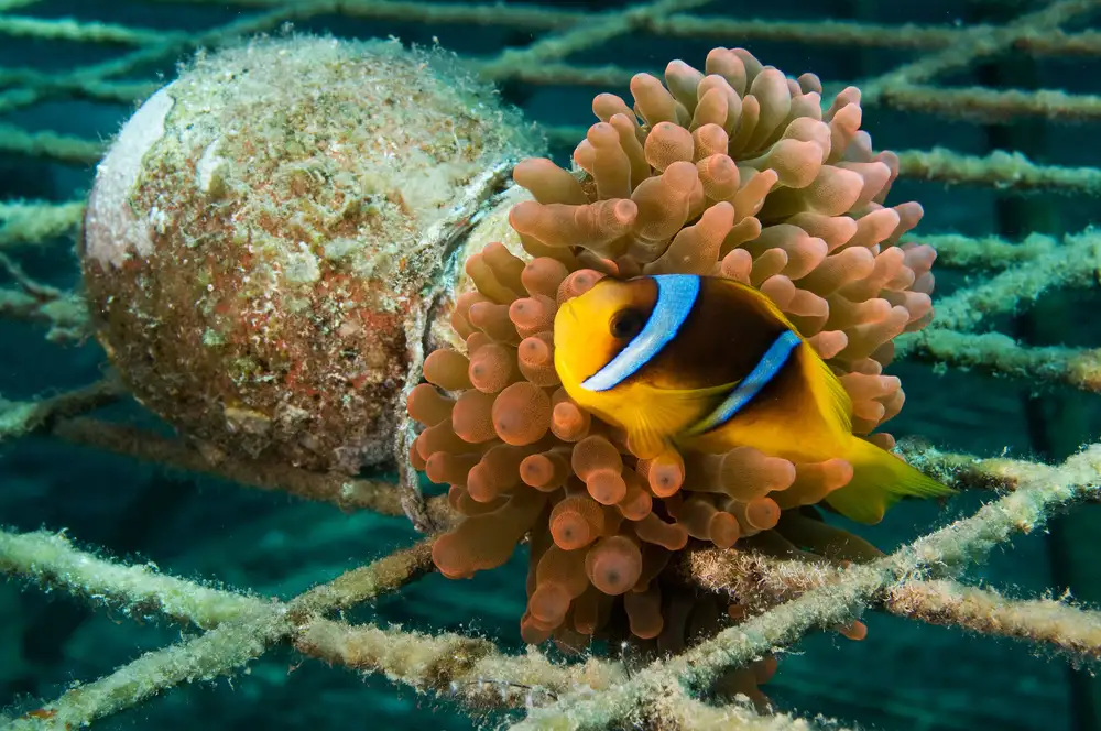 Tov, Ben Ilan: Vasenanemone