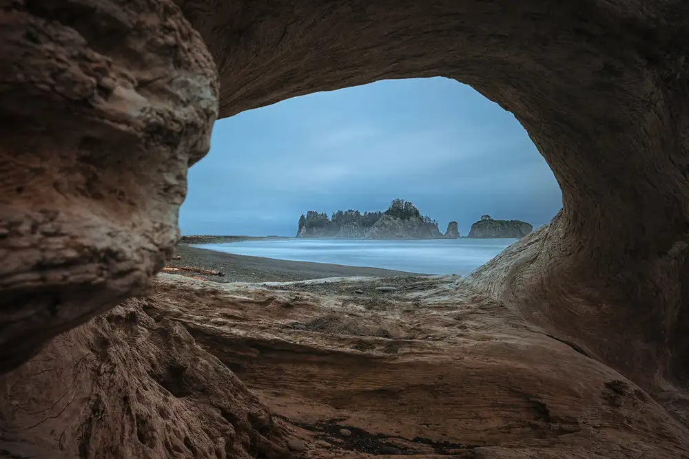Jacobs, Lydia: View from a Hollow Tree