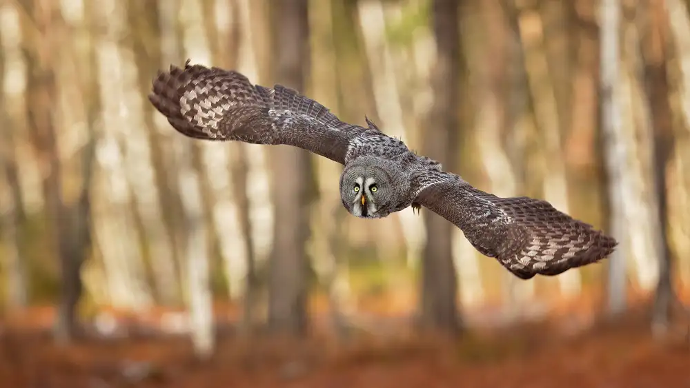 Zygmunt, Milan: Great Grey Owl