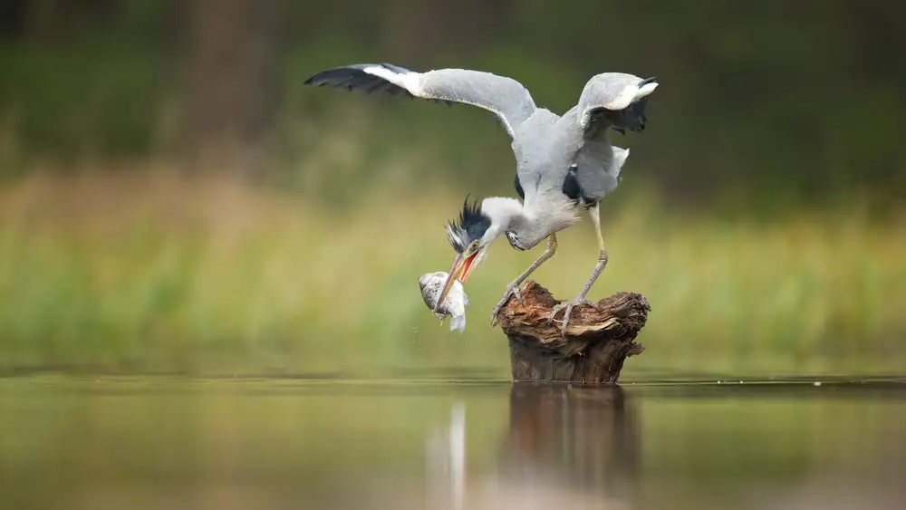 Zygmunt, Milan: Grey Heron