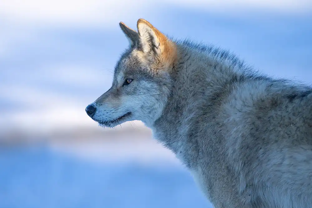 Z, Bingo: Ein wachsamer Wolf