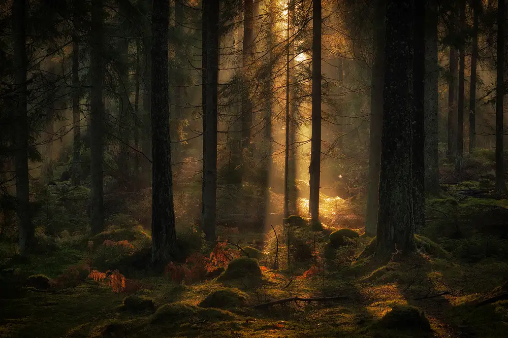 Wallberg, Allan: La luce nella foresta