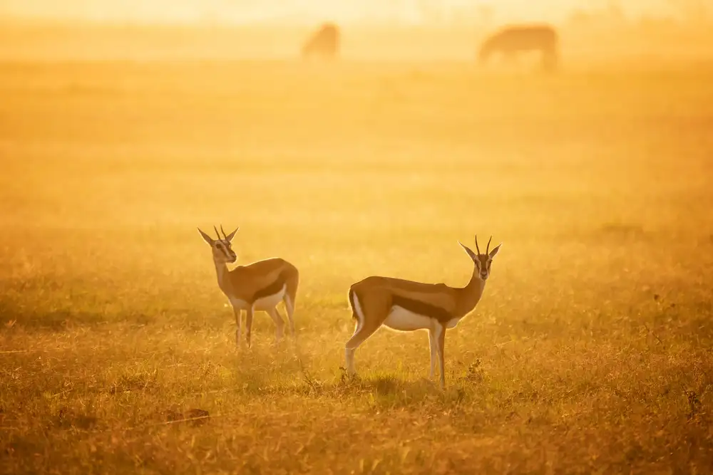 Jiang, Hao : sunrise
