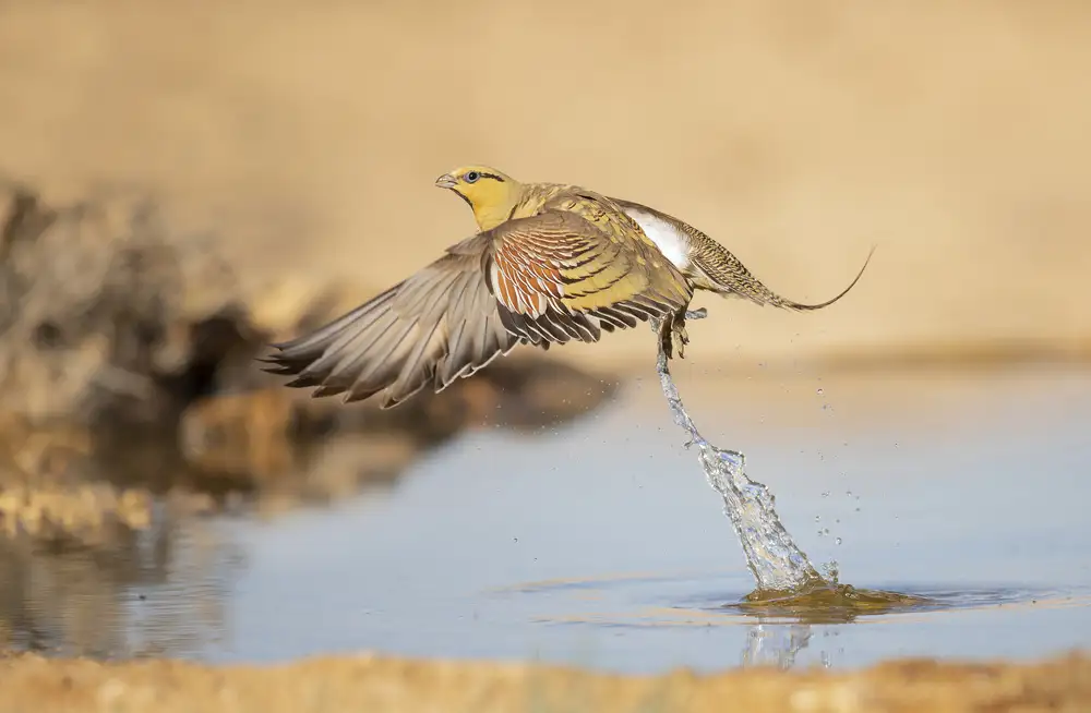 Waldmann, Shlomo: Sandgrouse codaspillo in fretta...