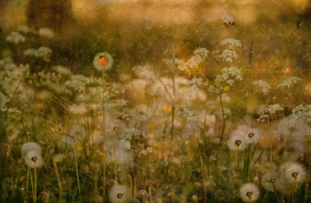 Devos, Delphine: Dandelion Dreams
